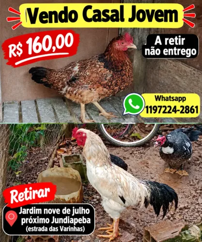 Vendo Casal de galinha
