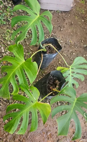 Costela de Adão e Alocasia por