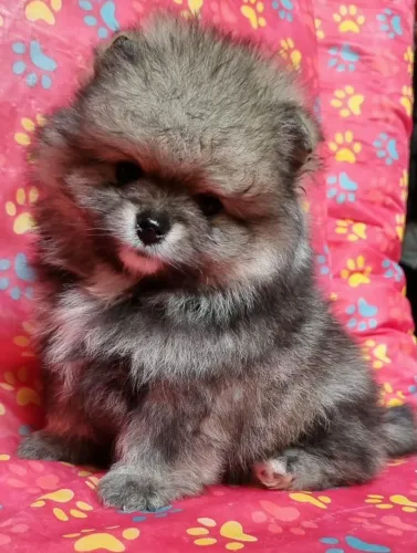 Sptiz Alemão lindo machinho Imperdível pronta entrega