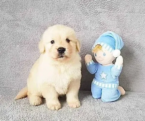 Golden retriever filhotes pronta entrega pedigree 