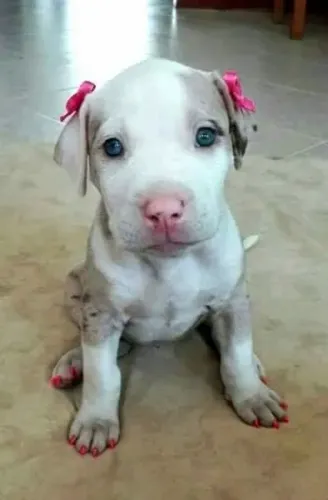 Filhotes De Pitbull - Companhia Perfeita Para Seu Lar