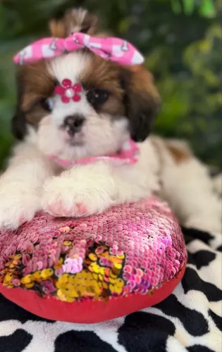 Shih tzu ! Beleza Pura 