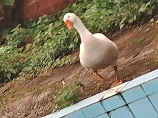 Vendo ganso em postura macho