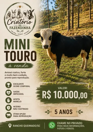 MINI TOURO À VENDA - excelente reprodutor