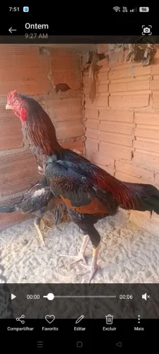Frango caipira 