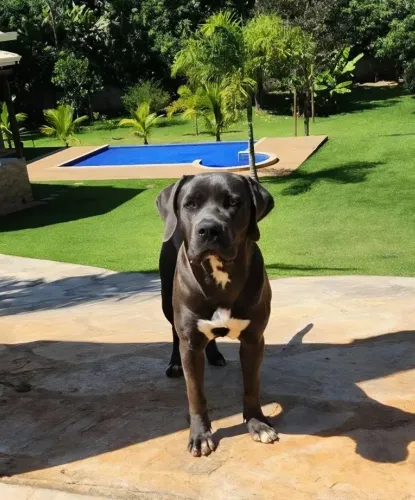 Cachorro Cane Corso Macho