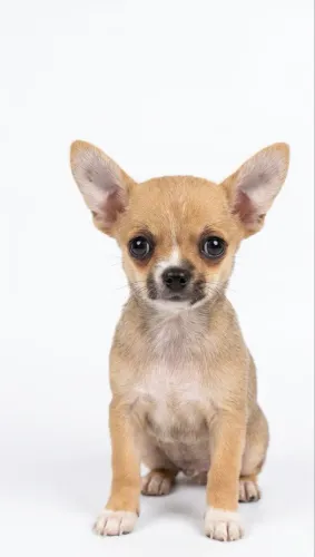 Filhote de Chihuahua Macho