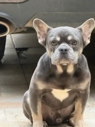 Bulldog frances para cruza 