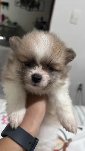 Spitz Alemão anão fêmea