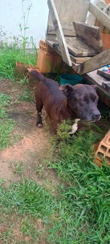 Doação cachorro Urgente