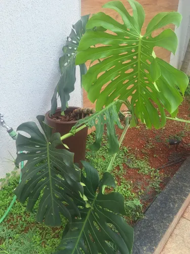 Planta - Costela de Adão
