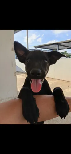 Doação urgente faço entrega cachorro macho