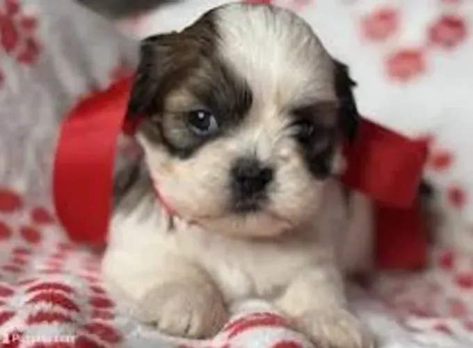 Shihtzu Filhotes Belíssimos Miniaturas. 