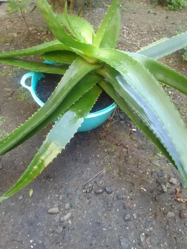 Planta Babosa 