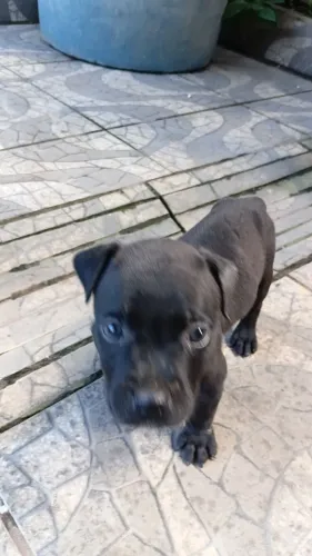 Cachorrinha misturada pitbur