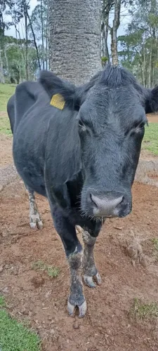 Vende se duas vacas uma sendo da raça angus e a outra sim Brasil