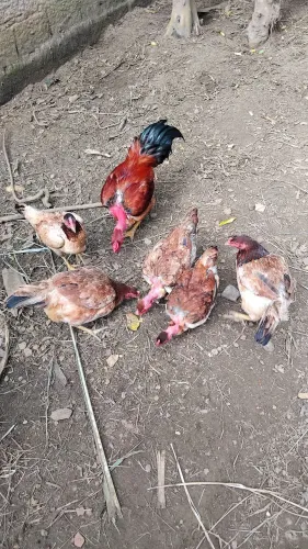 Vende-se galinhas poedeiras 