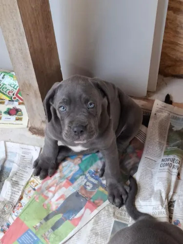 Venda de filhote de cane corso 