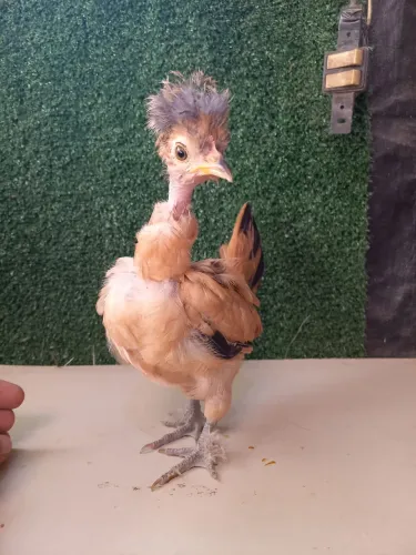 Mini Garnizé modelado