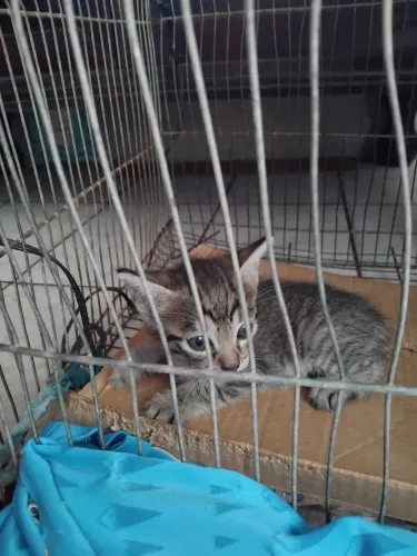GATOS PRA ADOÇÃO