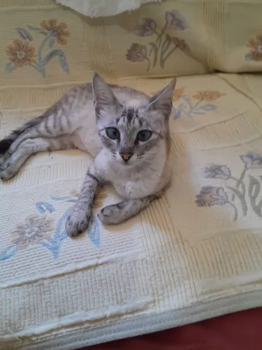 Doando uma gata amorosa