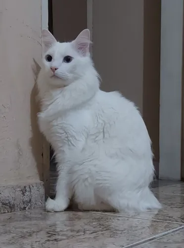Lindo Gato Angorá de 1 Ano (Castrado/Vacinado) + Acessórios Grátis