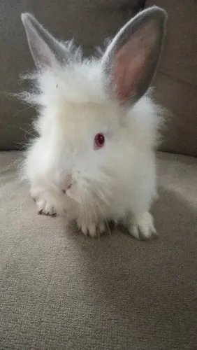 Coelhos mestiços cabeça de leão 5 unidades
