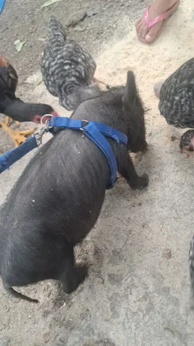 Porquinho raça pequena