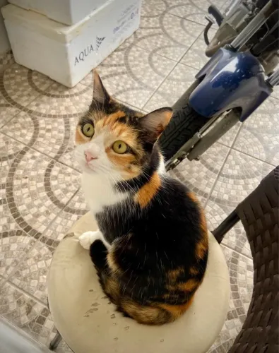 Doa-se a Gatinha MIA!!