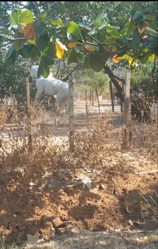 Cavalo 