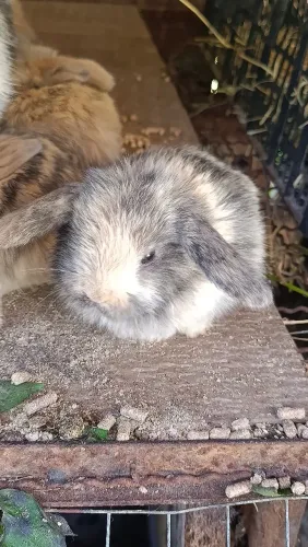 Mini lop coelhos 