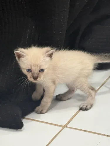 Gatinho Macho - Adoção responsável