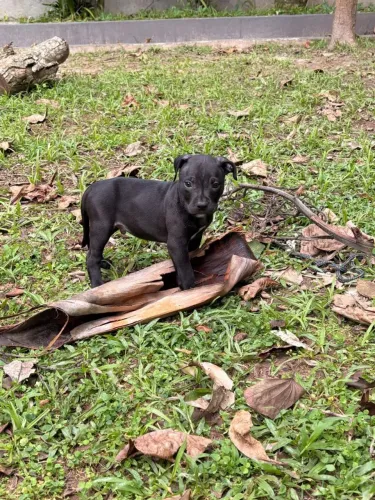 Filhotes Pit Bull