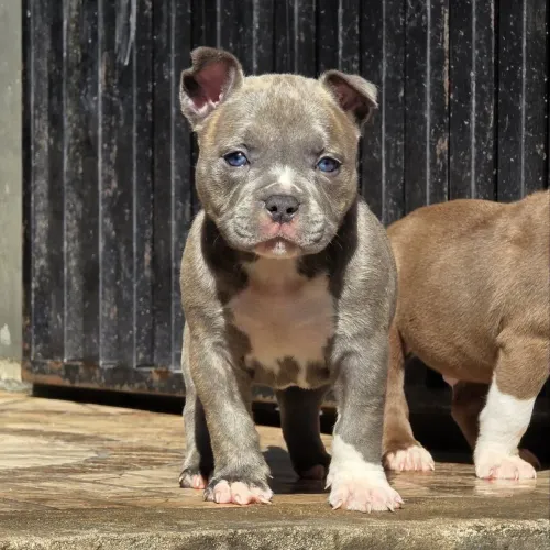 American Bully 