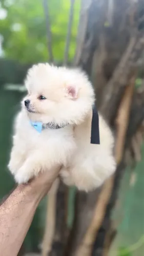 Lulu da pomerania/ Spitz alemão 
