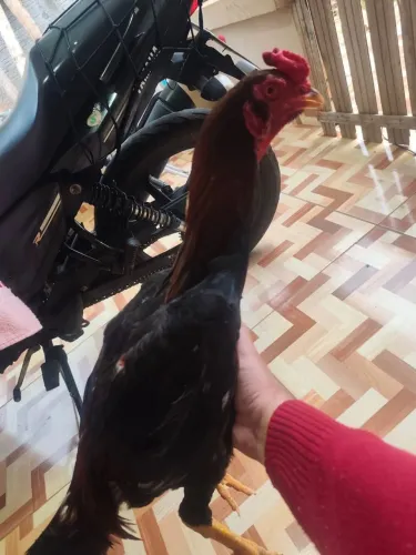 Vende-se frango barbudo