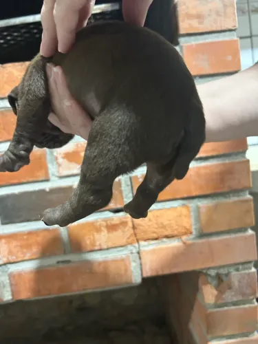 Buldogue campeiro chocolate 