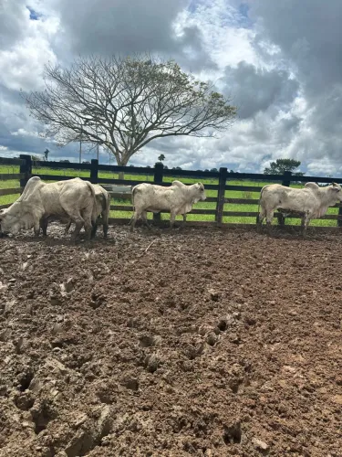 Procuro fazenda para arrendamento pecuário