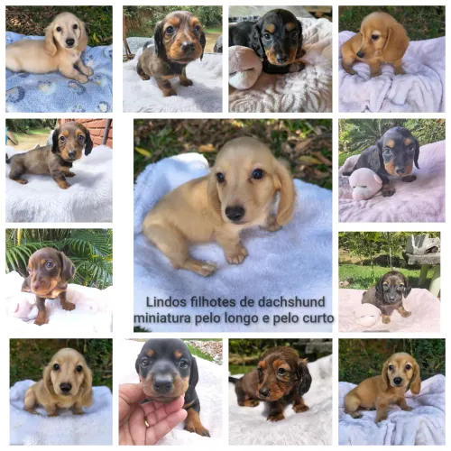 Dachshund salsicha Basset Cofap