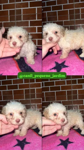 Poodle champanhe 