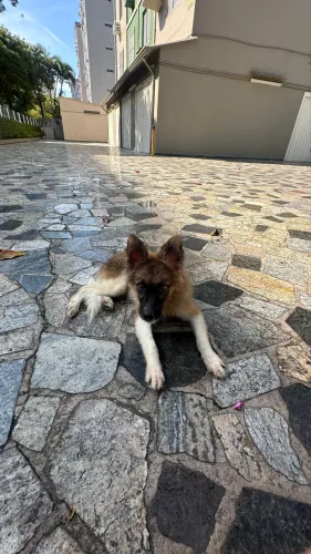 Mini Lobo 8 meses todas as vacinas