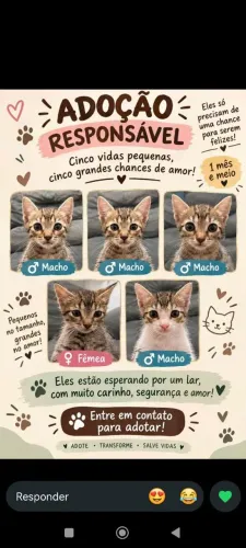 gatinhos carinhosos para doação