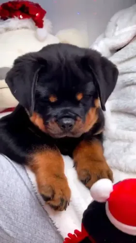 ROTTWEILER - FILHOTES DISPONÍVEIS