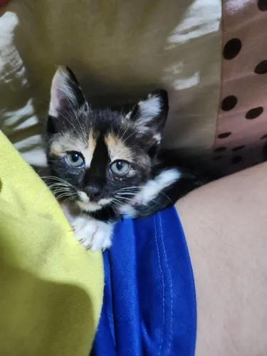Gatinha filhote para doação