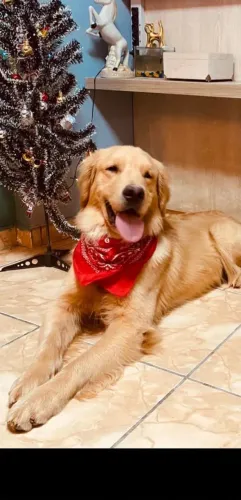 Golden Retriver Doacao 
