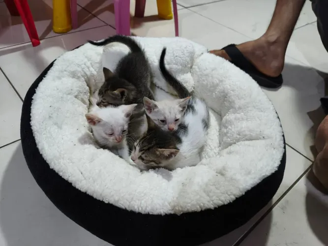 ADOÇÃO RESPONSÁVEL - 6 GATINHOS FILHOTES LINDOS E SAUDÁVEIS 