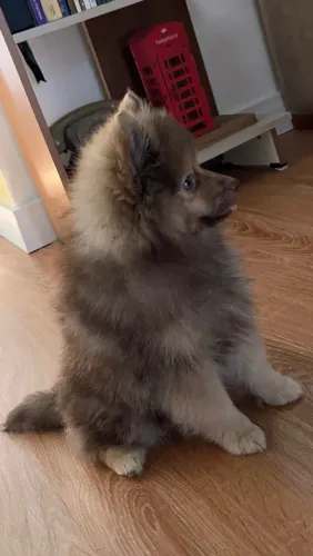 Filhote de spitz alemão 4 meses 