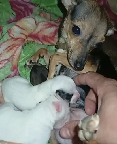 Filhotes De Pinscher