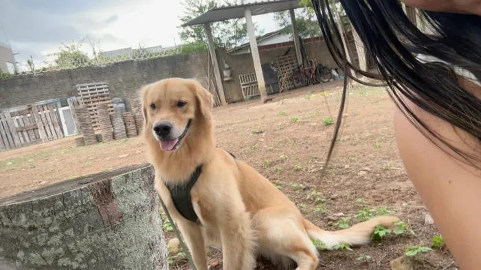 golden retriever a procura de uma namorada 