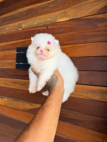 Lulu da pomerania anão - linhagem ursinho 